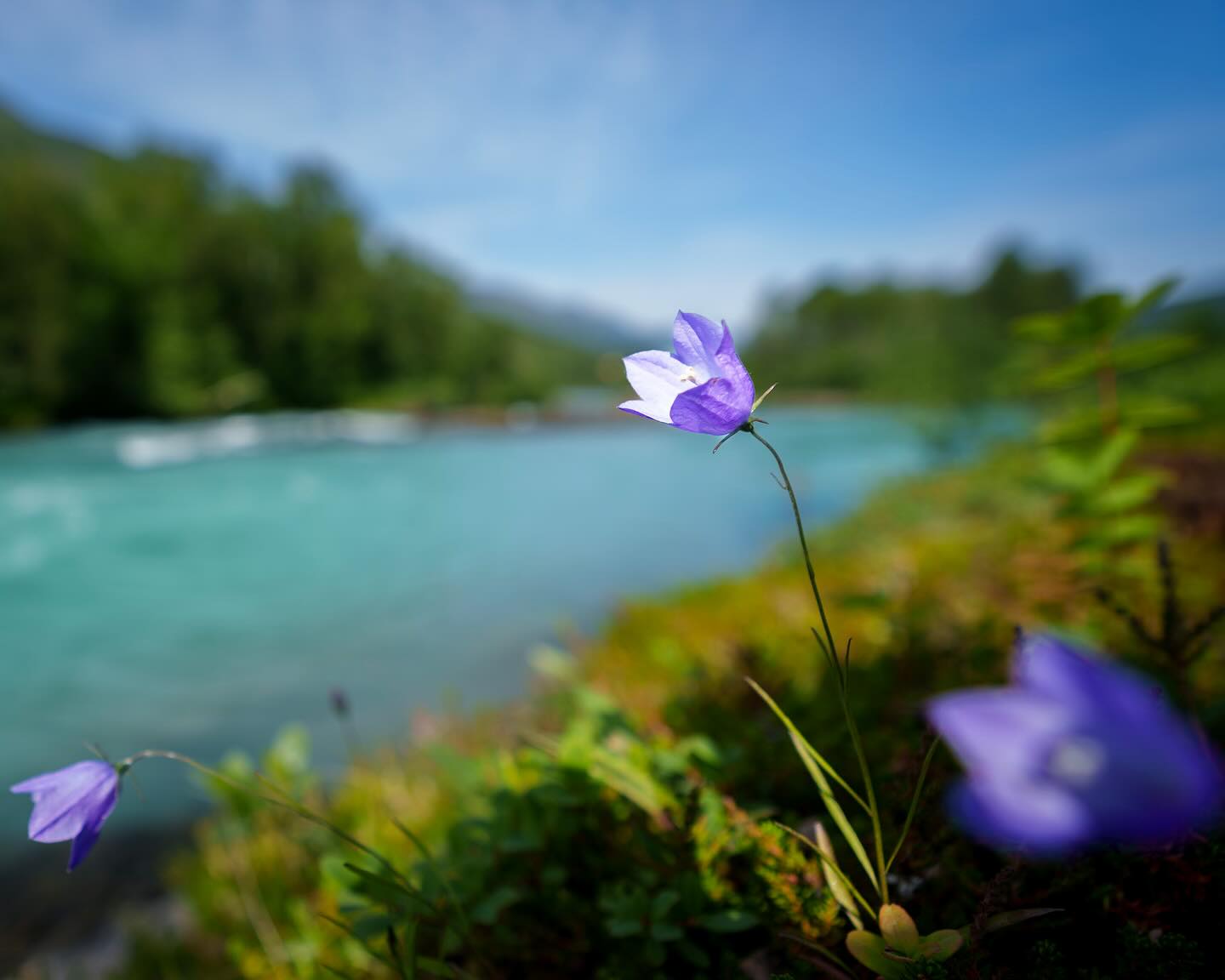 Semesterläge: aktiv som en fjällblomma i solsken 🌸
Här porlar bäcken, tankarna tar paus och allt som krävs är en varm kopp kaffe och utsikten.
Ingen stress, bara fjällfrid och lite myggbett. 💦☕️✨
#semesterläge #fjällflow #baravara